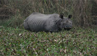 Chitwan National Park Tour